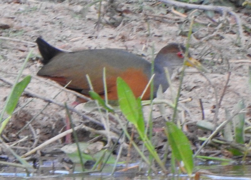 Gray-cowled Wood-Rail - ML641893685