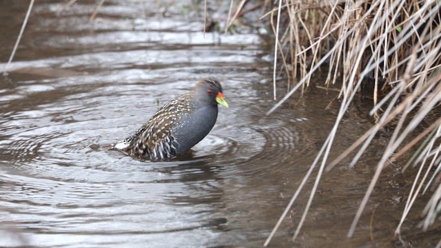 Australian Crake - ML641893688