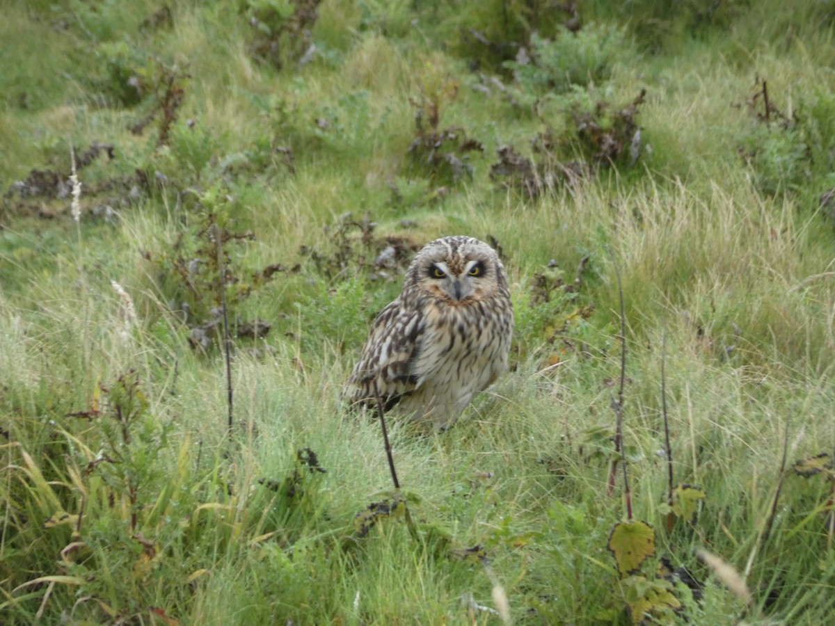 Short-eared Owl - ML641893712