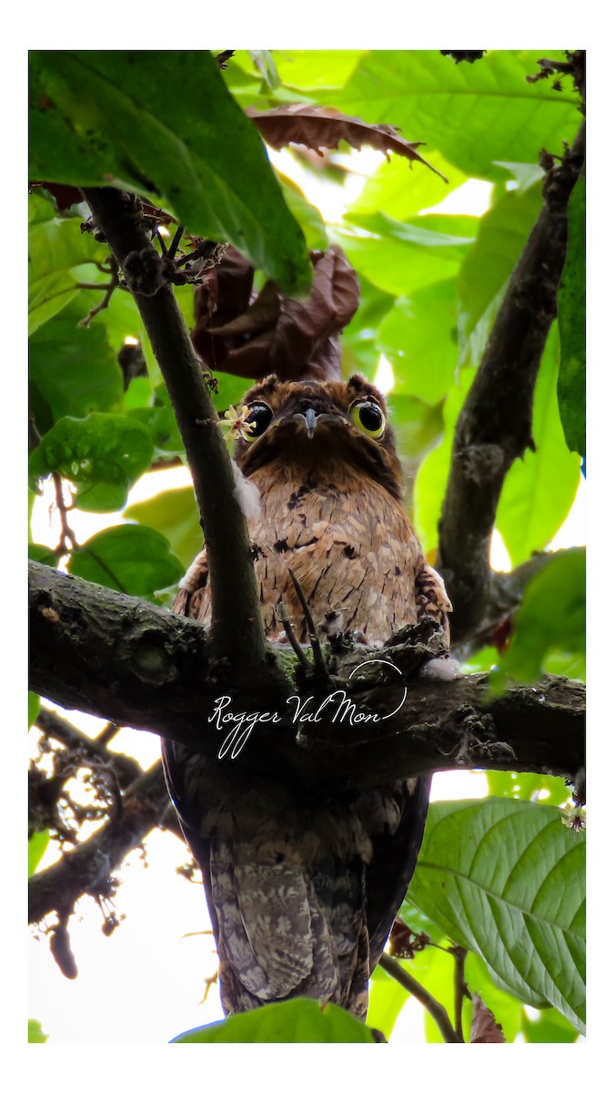 Common Potoo - ML641893732