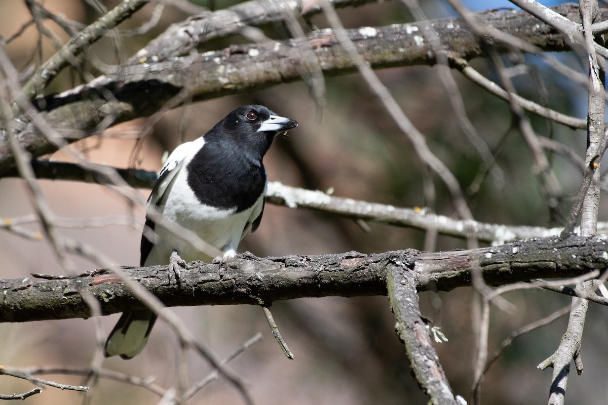 Pied Butcherbird - ML641893734