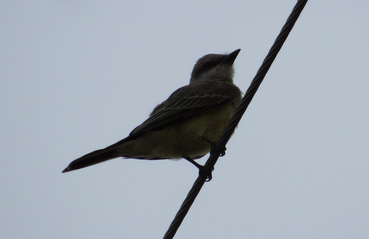 Western Kingbird - ML641893746