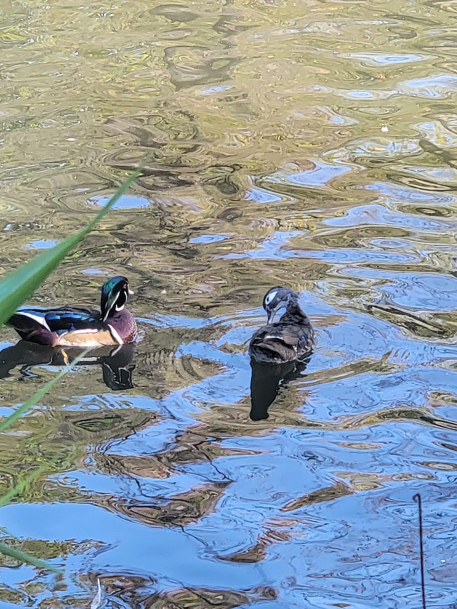 Canard branchu - ML641893748