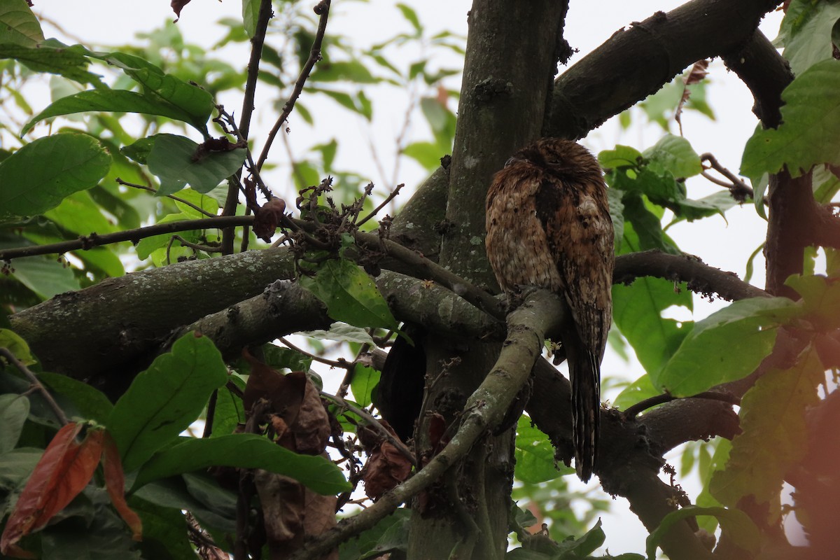 Common Potoo - ML641893753