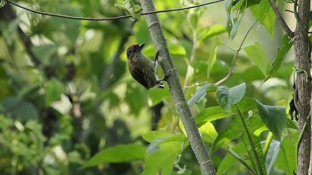 Olivaceous Piculet - ML641893755