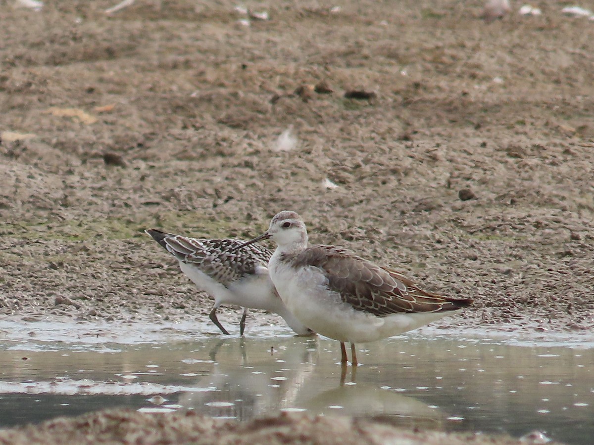Wilson's Phalarope - ML641893759