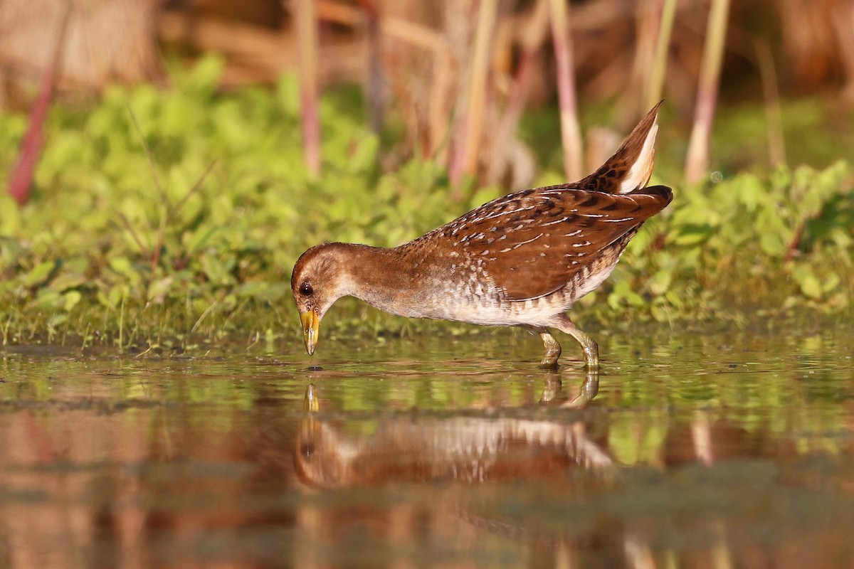 Sora - ML641893763