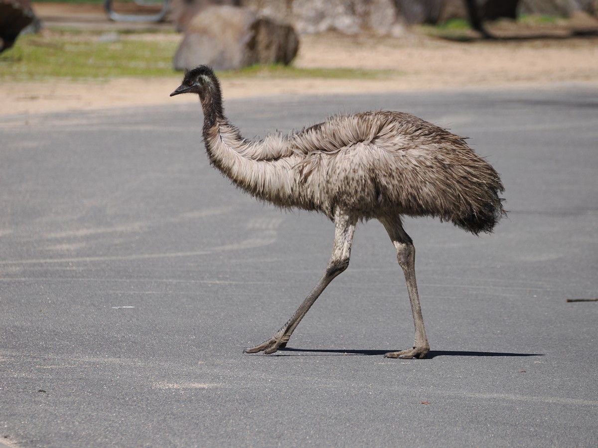 Émeu d'Australie - ML641893779