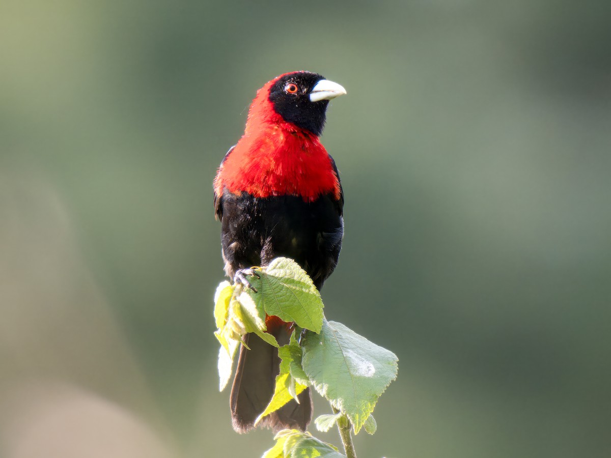 Crimson-collared Tanager - ML641893788