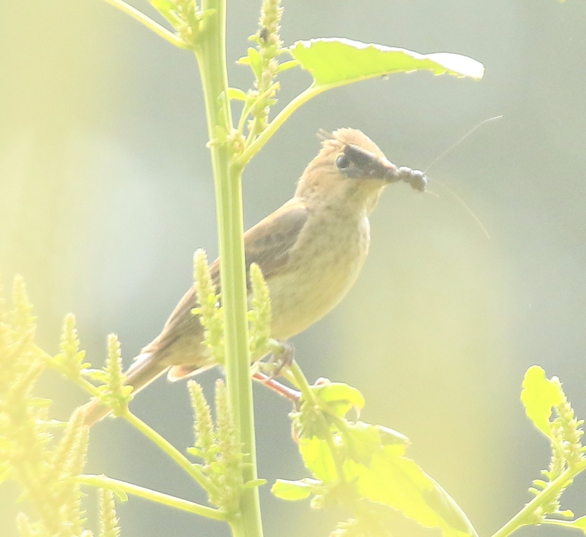 Indigo Bunting - ML641893800