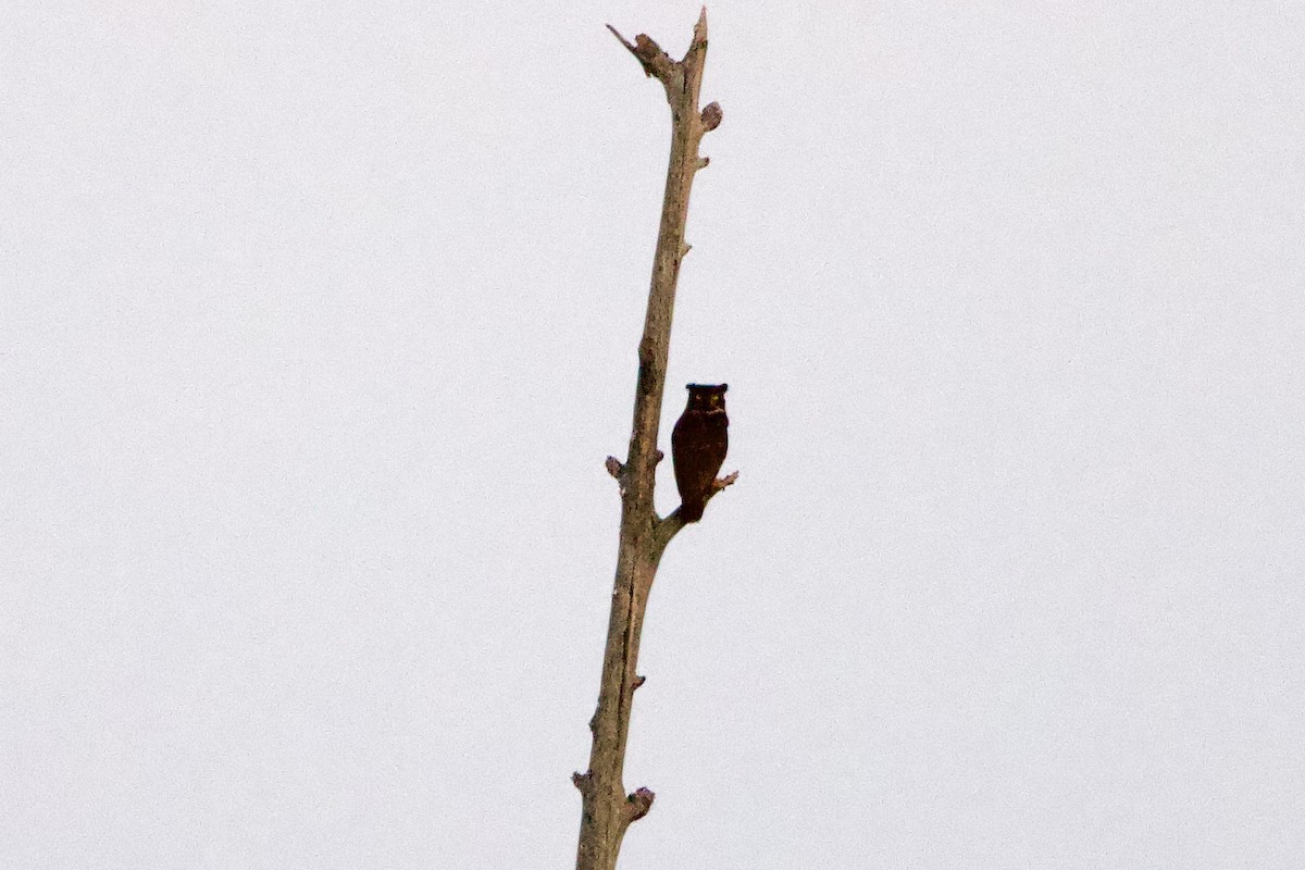 Great Horned Owl - ML641893816