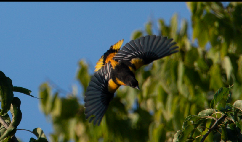 Baltimore Oriole - ML641893858