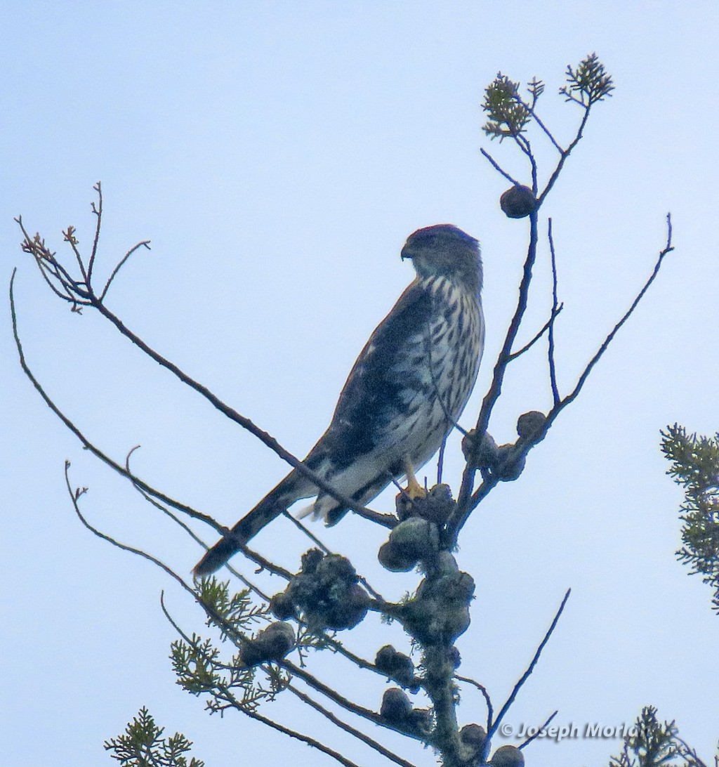 Cooper's Hawk - ML641893862