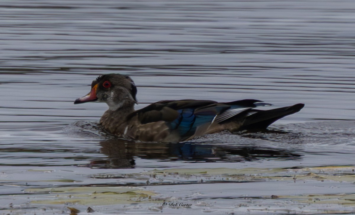 Canard branchu - ML641893905