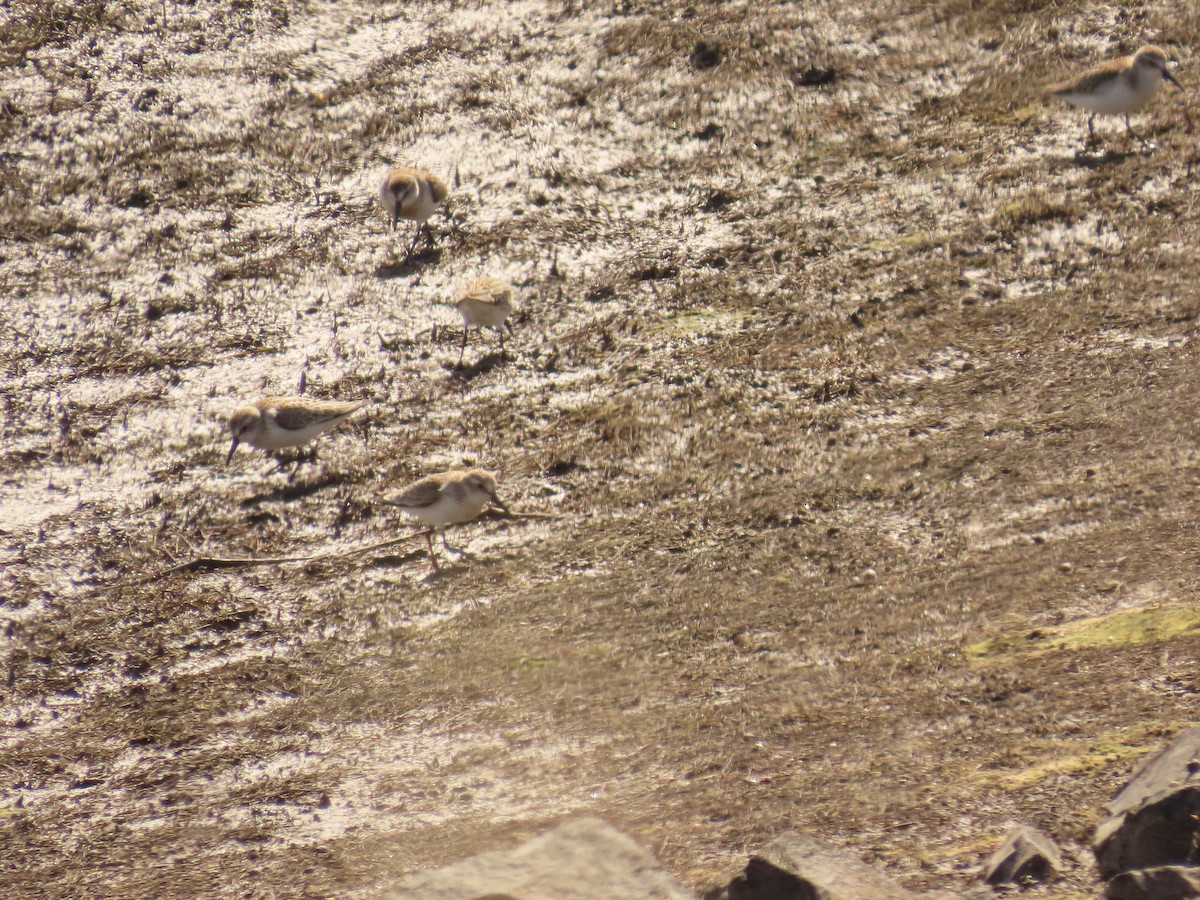 tanımsız küçük kumkuşu (Calidris sp.) - ML641893912