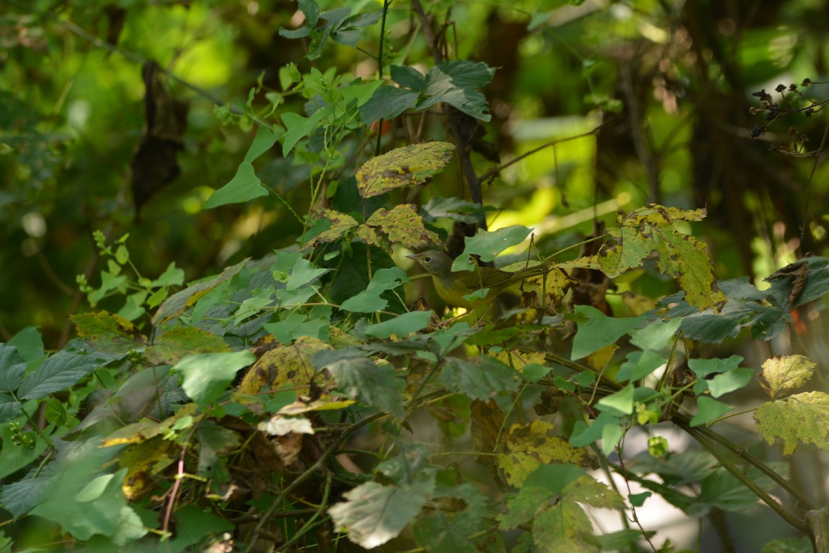 Mourning Warbler - ML641893915