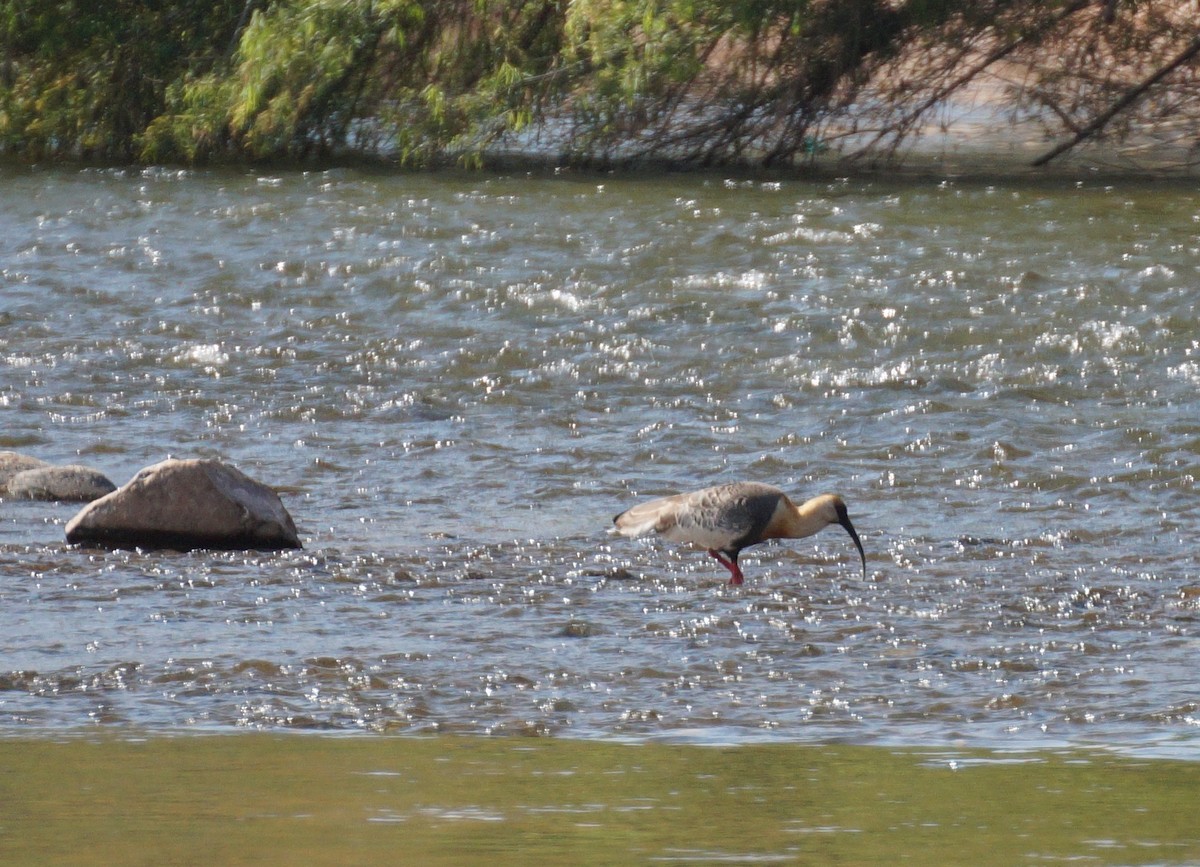 Buff-necked Ibis - ML641893932