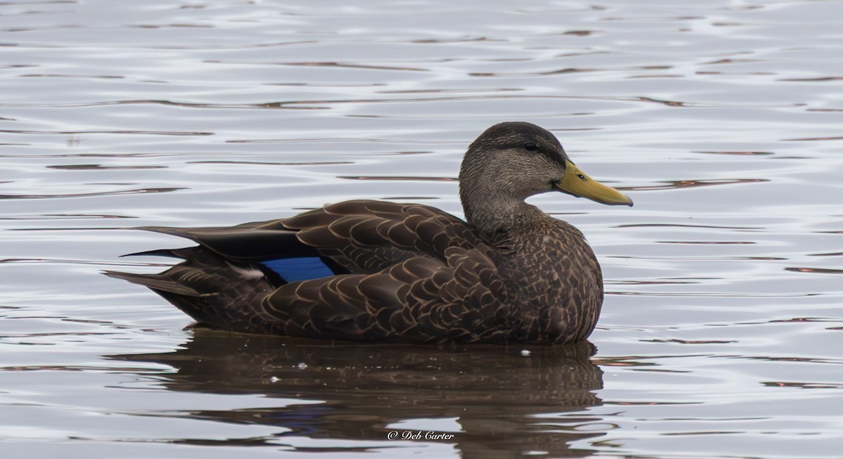 American Black Duck - ML641893940