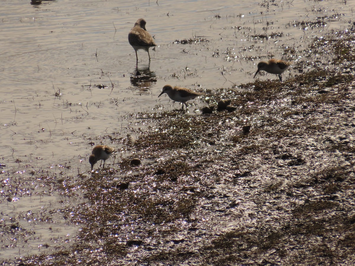 tanımsız küçük kumkuşu (Calidris sp.) - ML641893951