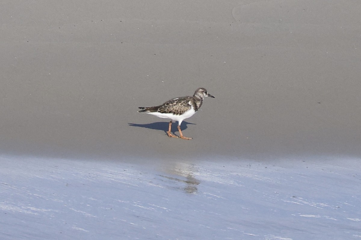 Ruddy Turnstone - ML641893957