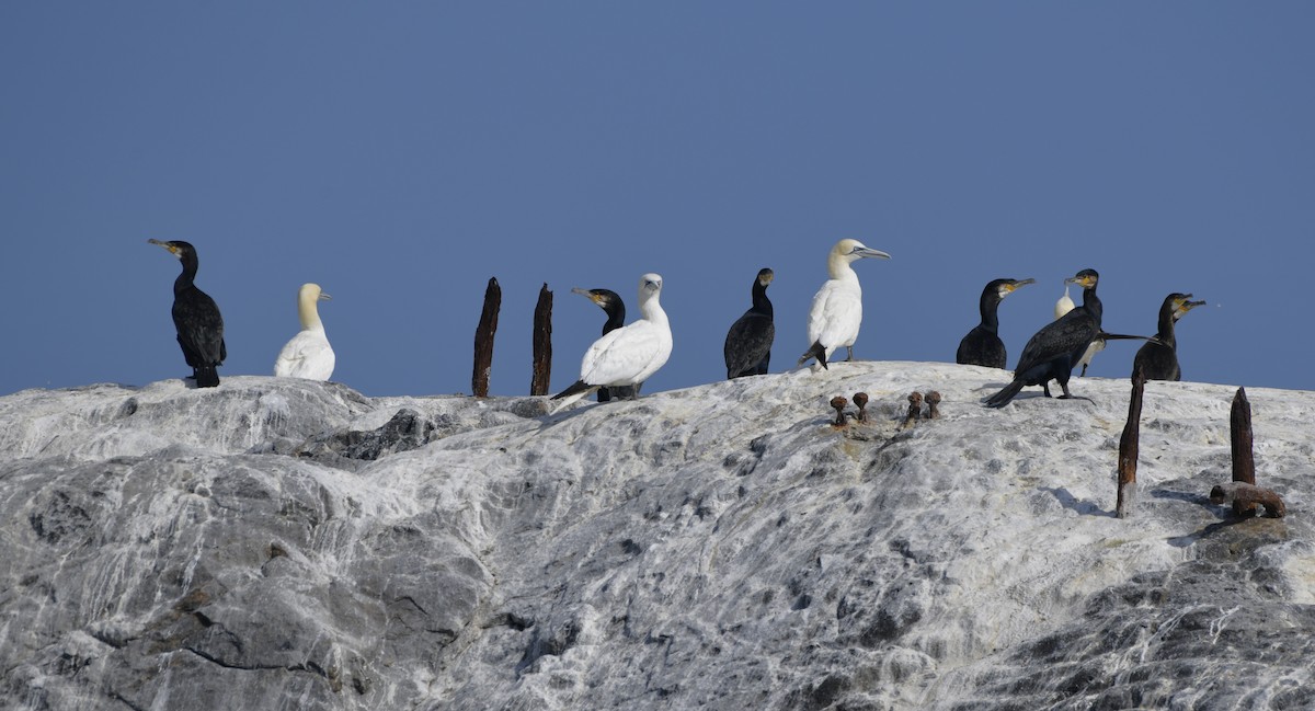 Northern Gannet - ML641893959
