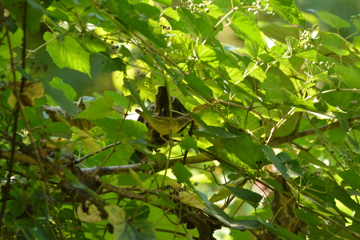 Mourning Warbler - ML641894032