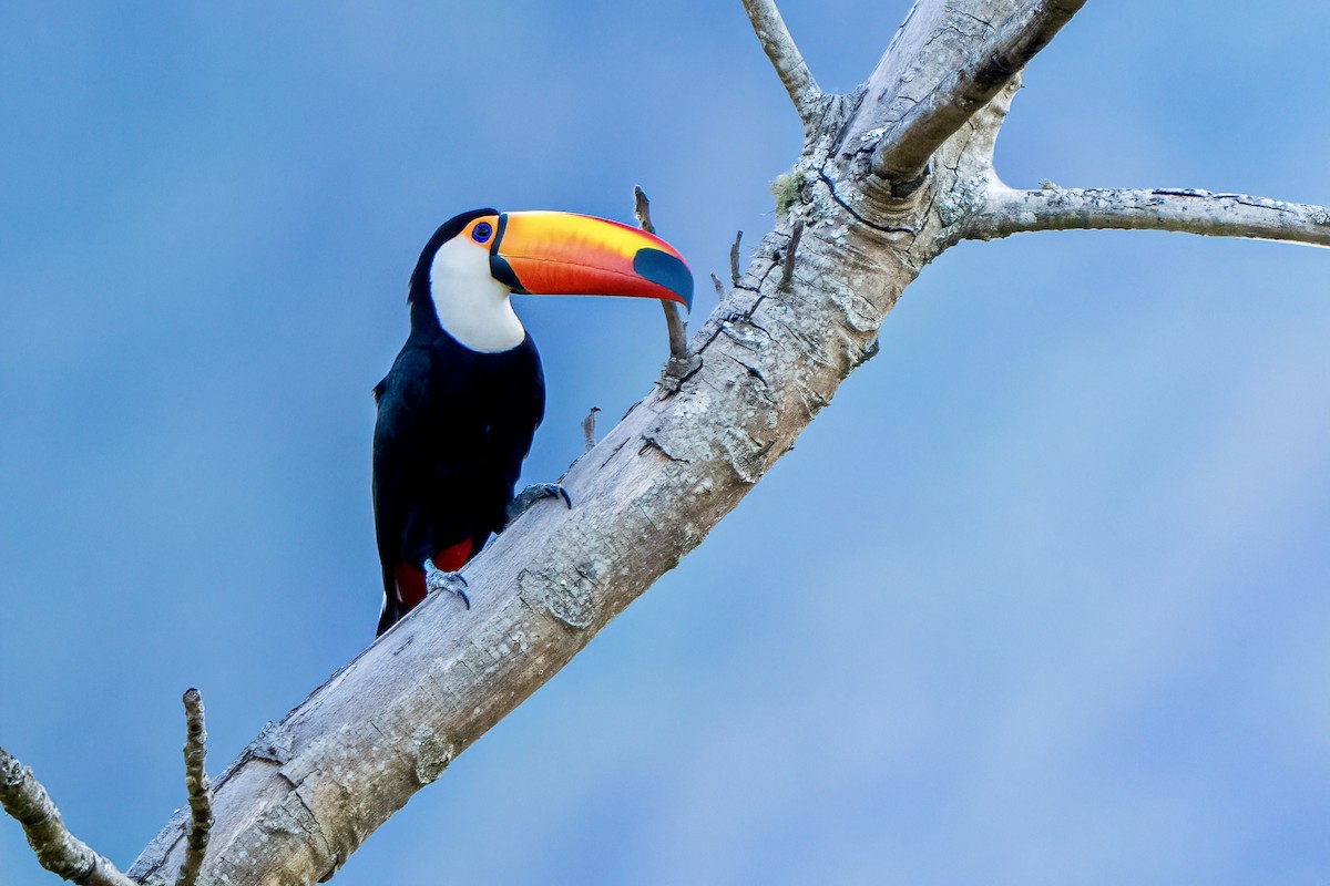 Toco Toucan - ML641894037