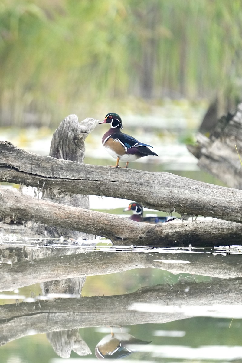 Canard branchu - ML641894066