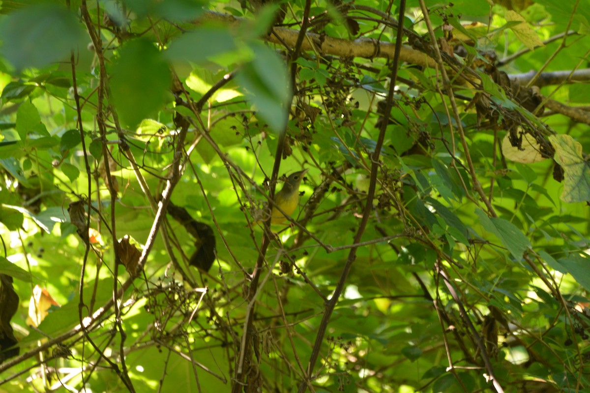 Mourning Warbler - ML641894073