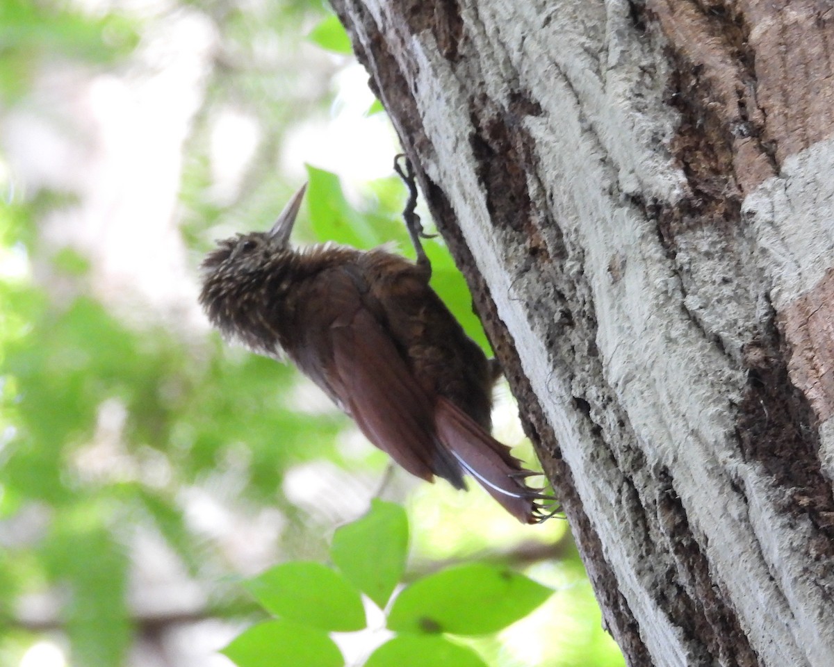 Zimmer's Woodcreeper - ML641894096