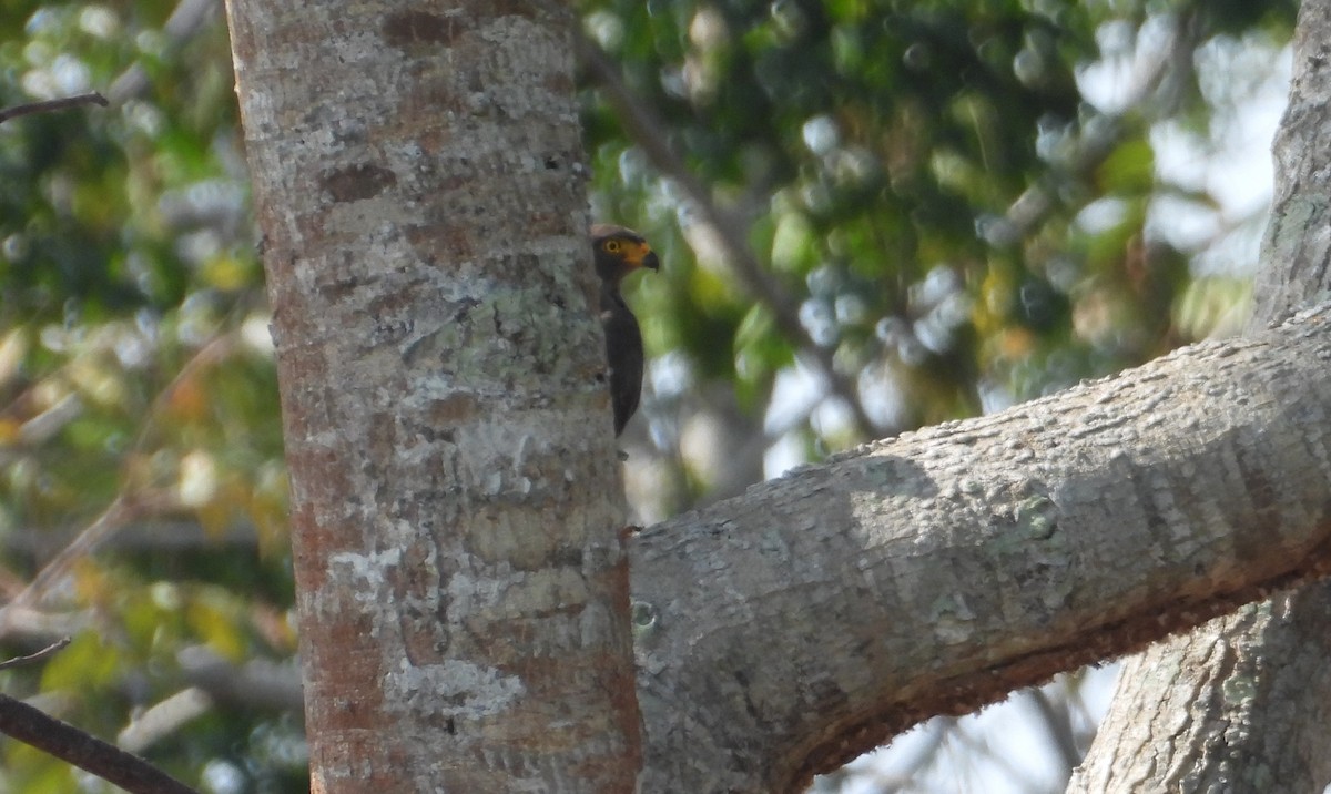Zimmer's Woodcreeper - ML641894099