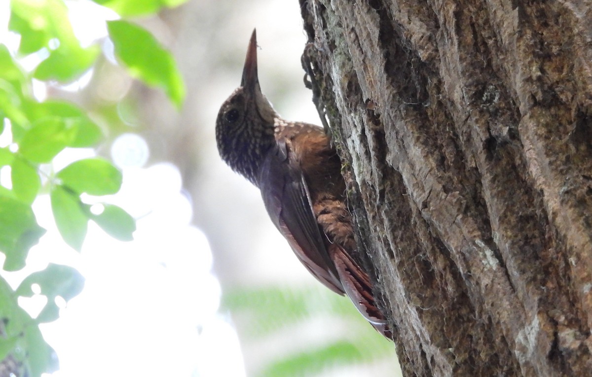 Zimmer's Woodcreeper - ML641894100