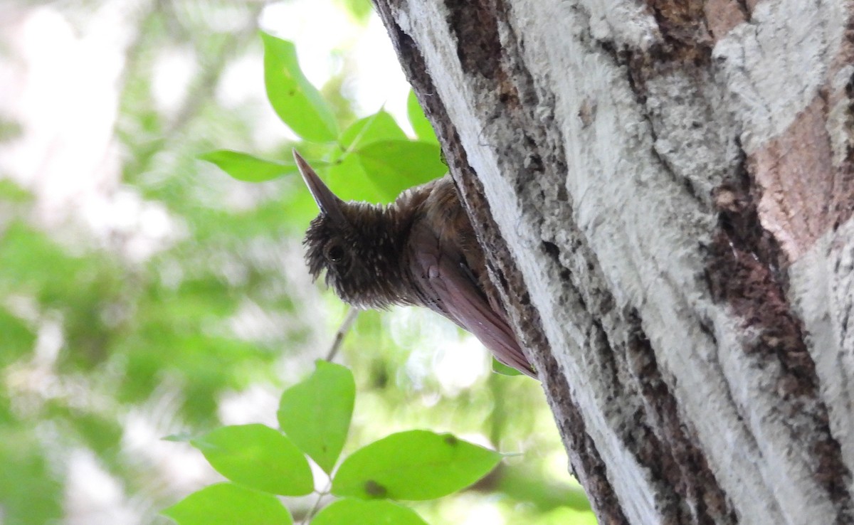 Zimmer's Woodcreeper - ML641894101