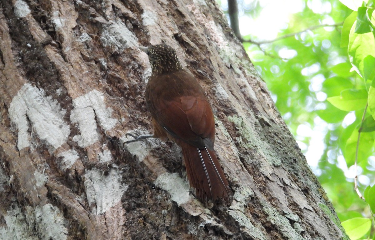 Zimmer's Woodcreeper - ML641894102