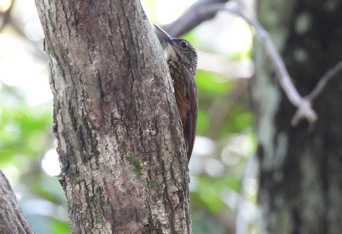 Zimmer's Woodcreeper - ML641894103