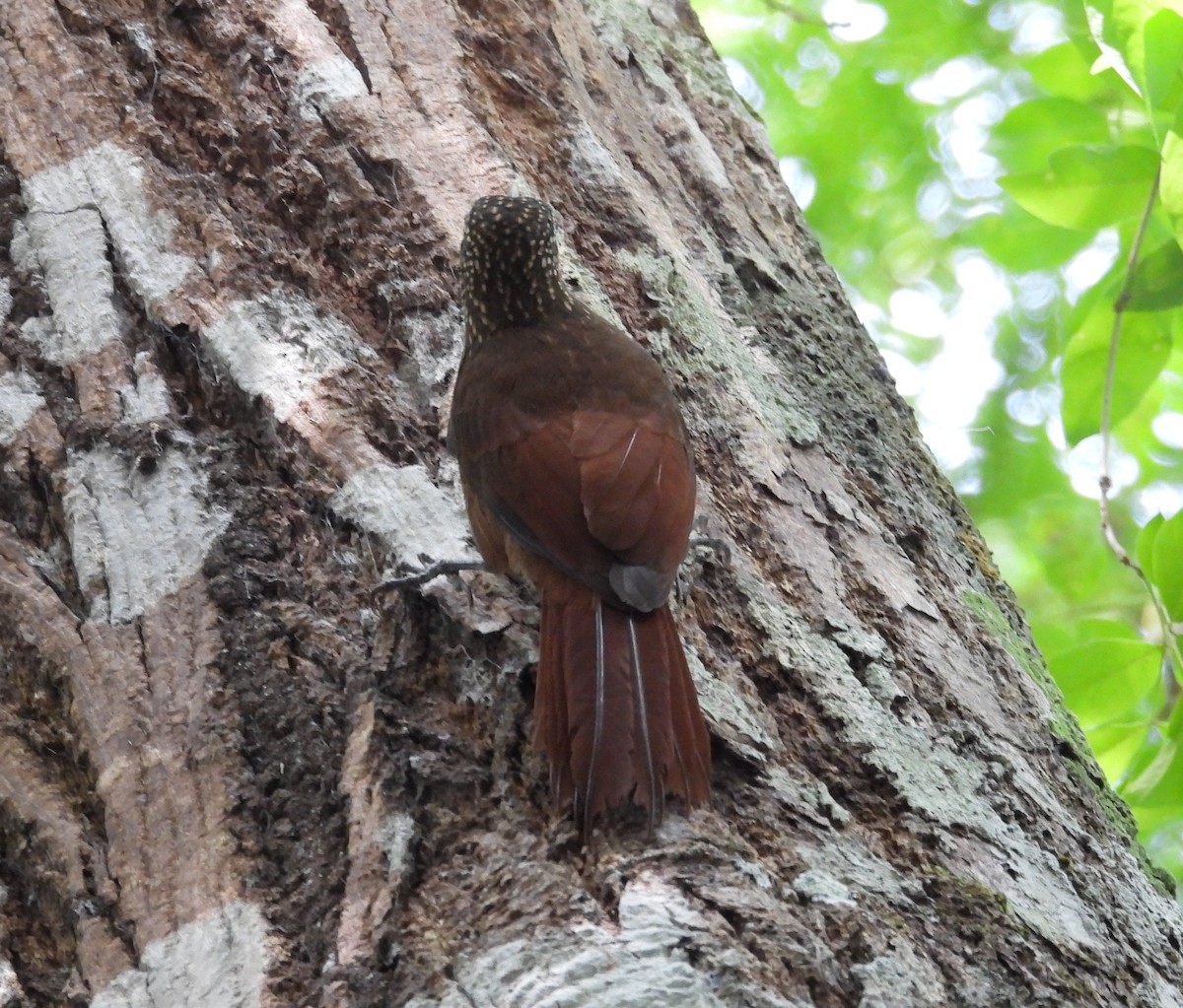 Zimmer's Woodcreeper - ML641894104