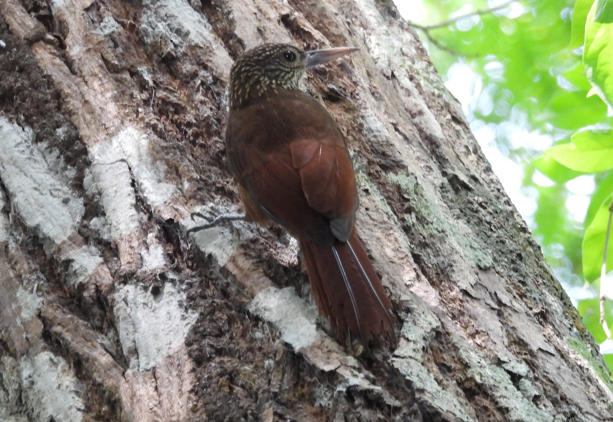 Zimmer's Woodcreeper - ML641894105
