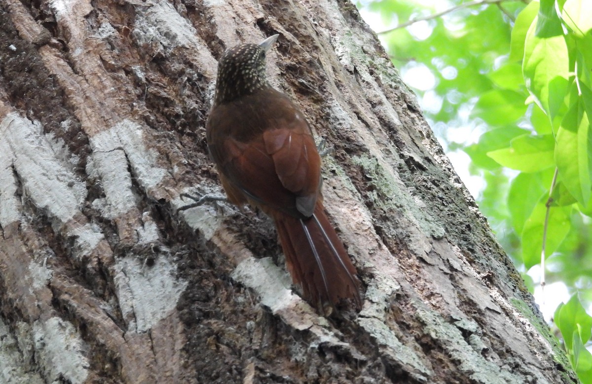 Zimmer's Woodcreeper - ML641894106