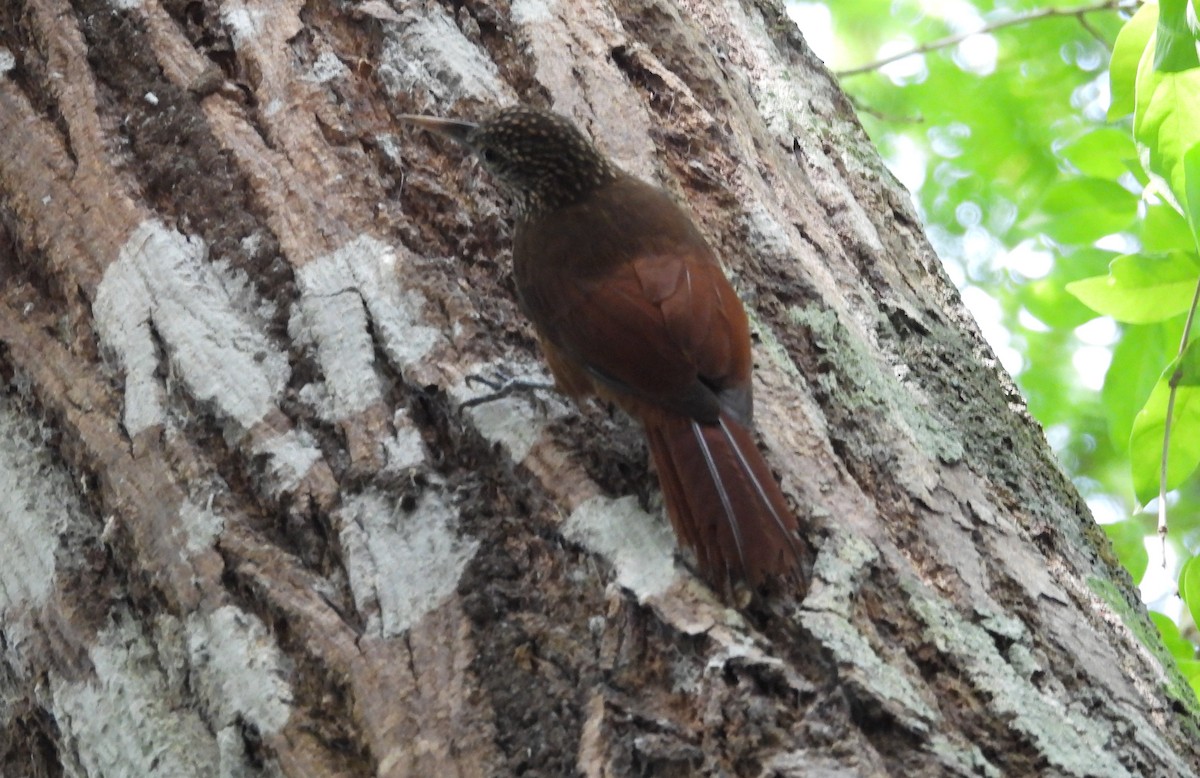 Zimmer's Woodcreeper - ML641894107