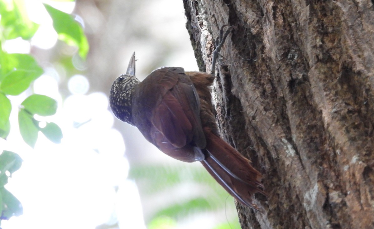 Zimmer's Woodcreeper - ML641894108