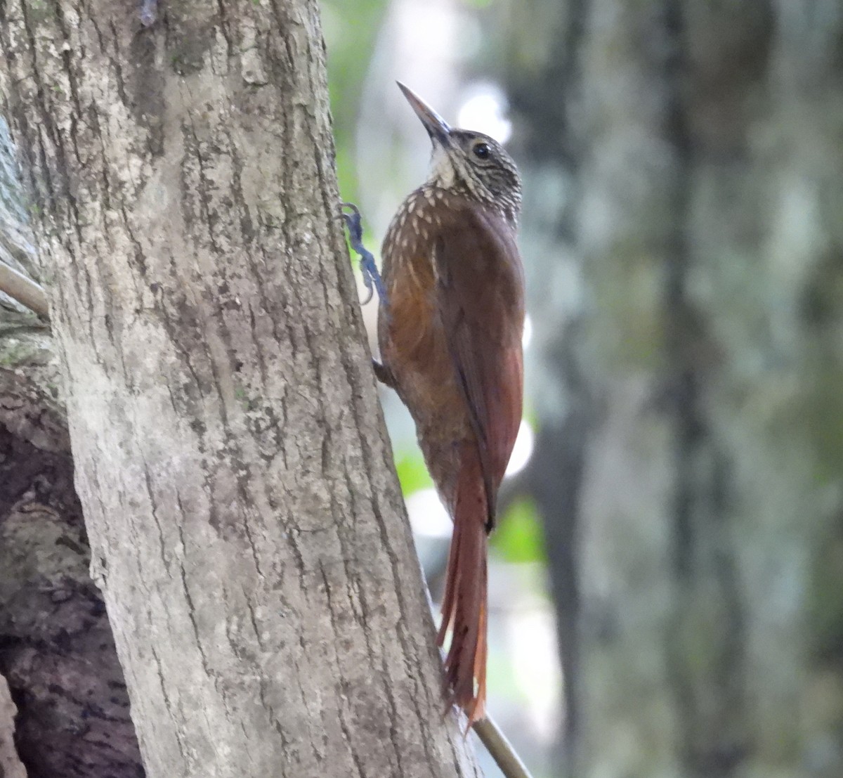 Zimmer's Woodcreeper - ML641894109