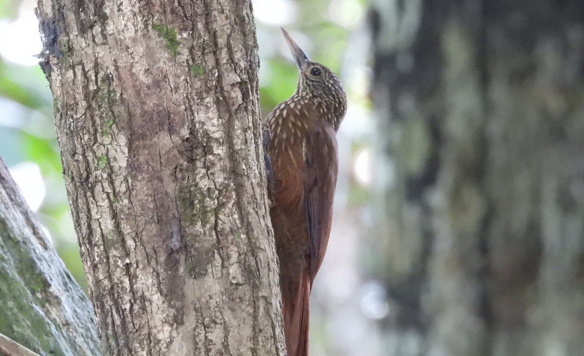 Zimmer's Woodcreeper - ML641894110