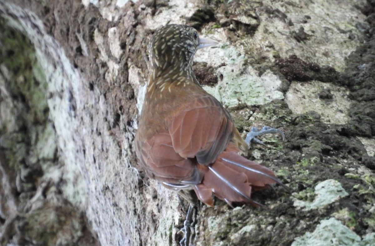 Zimmer's Woodcreeper - ML641894113