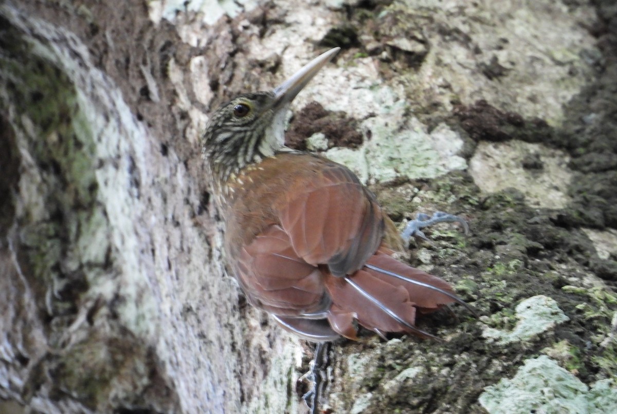 Zimmer's Woodcreeper - ML641894114