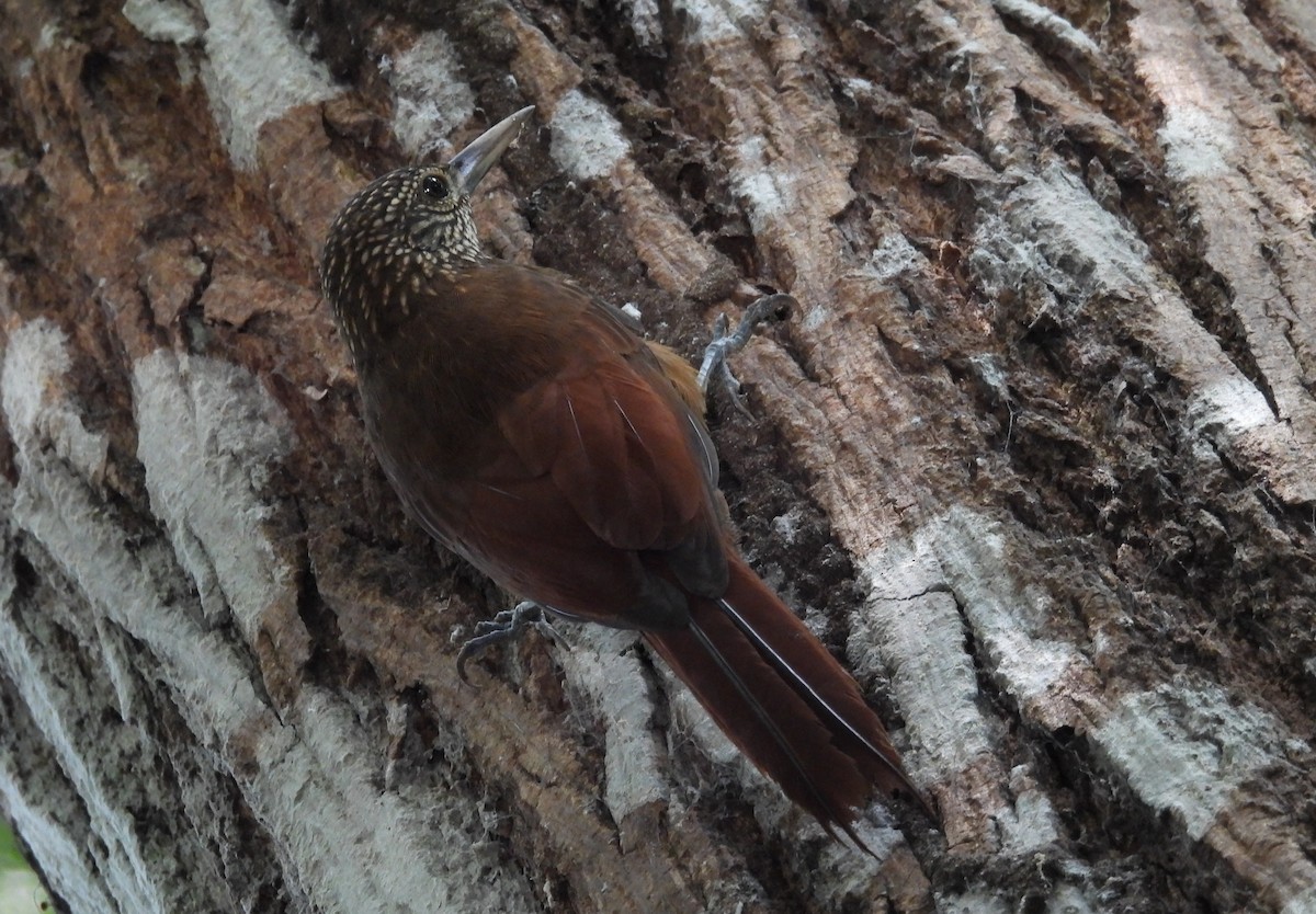Zimmer's Woodcreeper - ML641894115