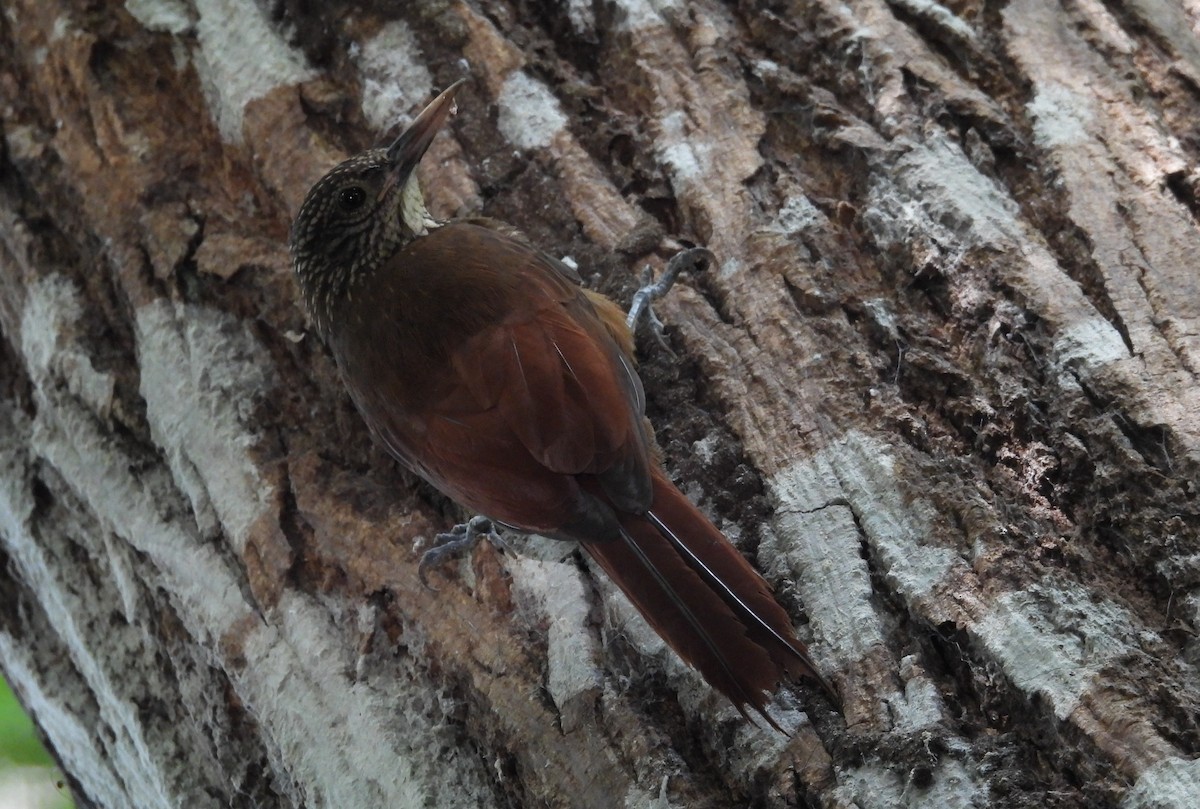 Zimmer's Woodcreeper - ML641894116