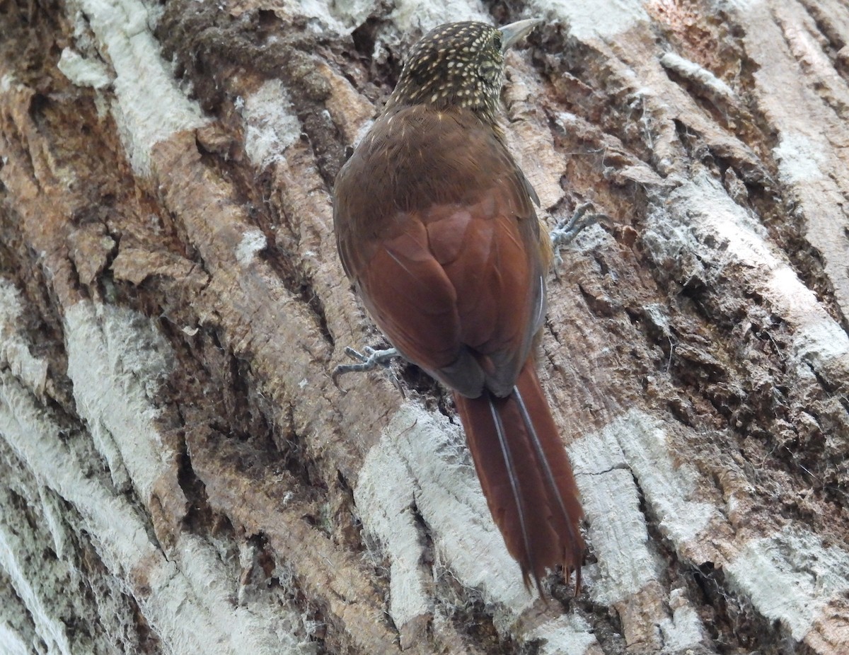 Zimmer's Woodcreeper - ML641894117