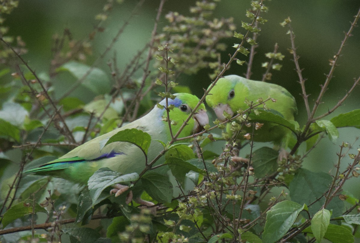 Pacific Parrotlet - ML641894132