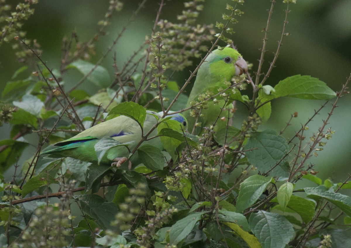 Pacific Parrotlet - ML641894133