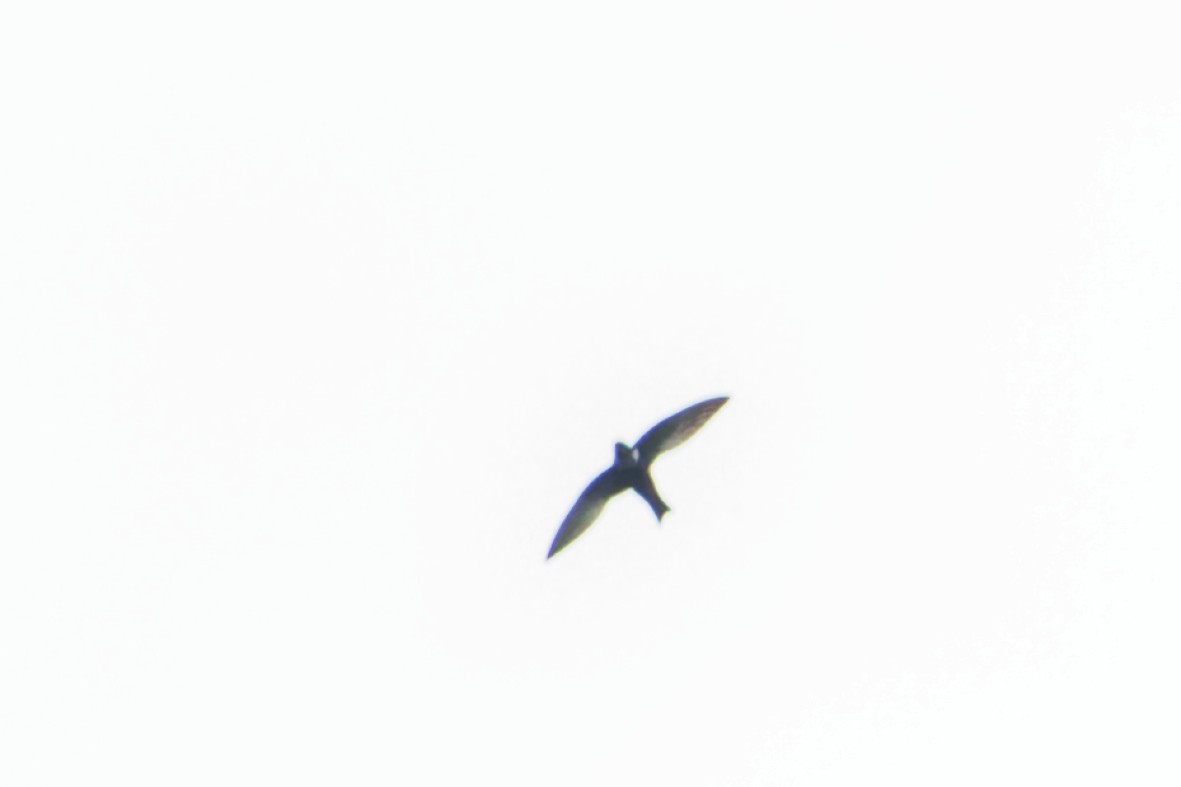 White-collared Swift - ML641894136